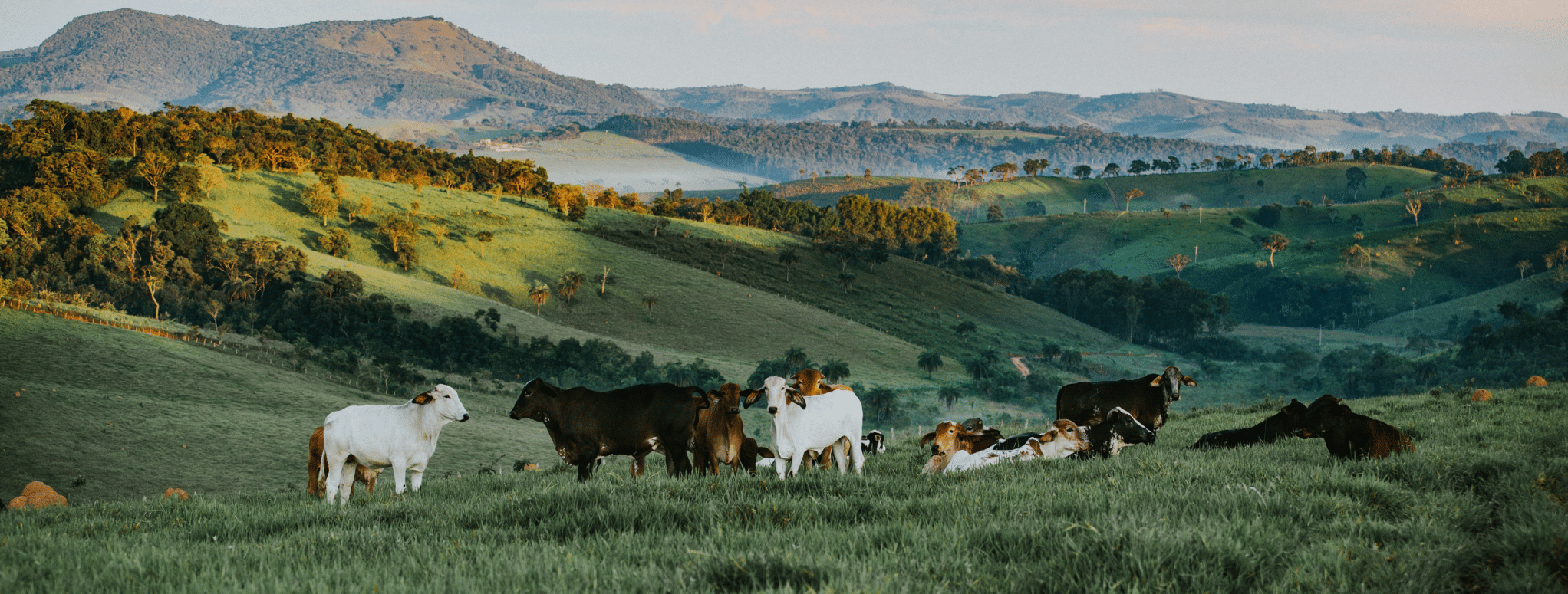 cows in the free pasture