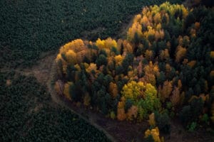 Aerial view of trees