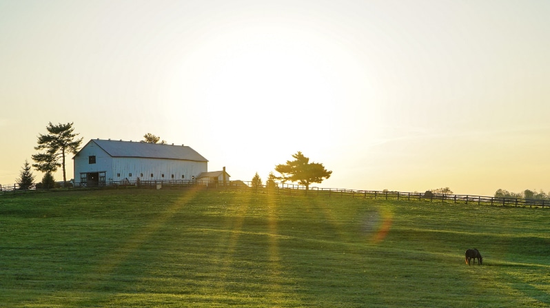 Sunshine in farm