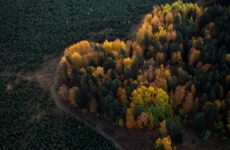 Aerial view of trees